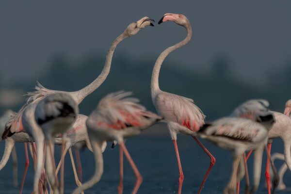 Miqrasiya edən quşların Yer maqnit sahəsi ilə istiqamət tapması