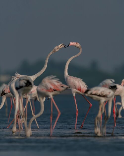 Miqrasiya eden qushlarin Yer maqnit sahesi ile istiqamet tapmasi