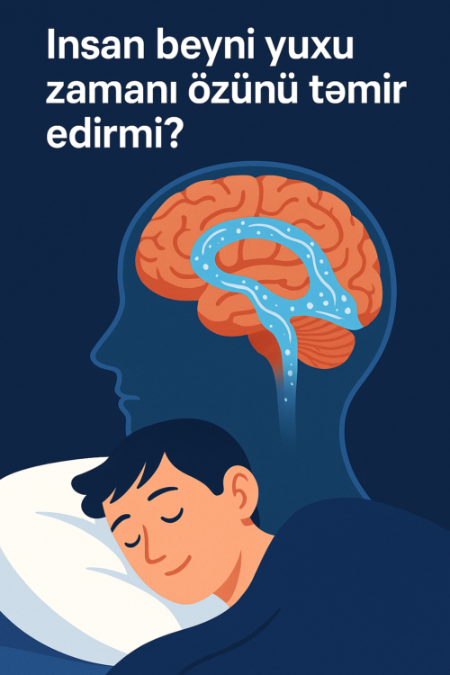 Insan beyninin yuxu zamani ozunu temizlemesi prosesi